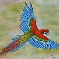 Beauty in the Sky ... Parrot
