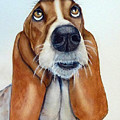  Hound Dog Eyes