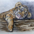 Shhh Tiger Cub is Sleeping